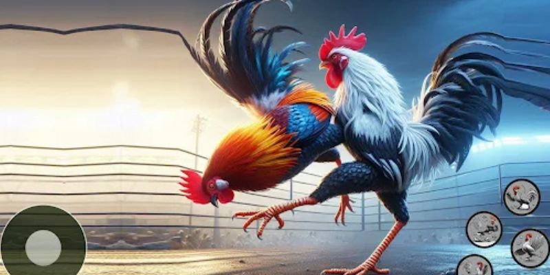 Đá gà 3D King88 với mô phỏng chiến kê đầy đủ chỉ số và hiệu ứng ra đòn mượt