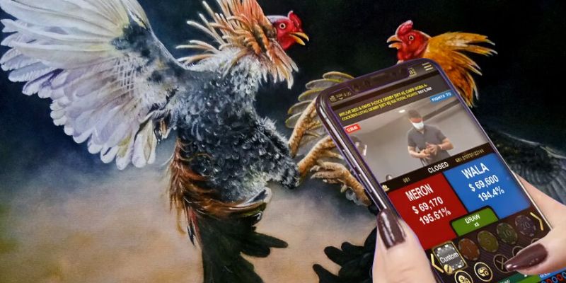 Sabong King88 nổi bật với tốc độ ổn định, ưu đãi lớn và dữ liệu chiến kê rõ ràng